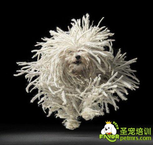 可蒙犬
