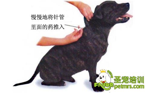 給狗狗打針