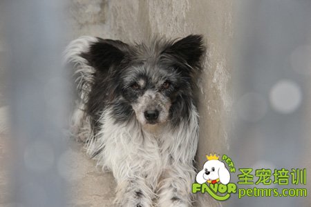 可愛(ài)寵物狗