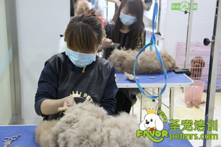 寵物美容師
