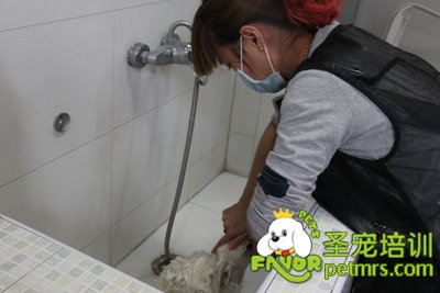 寵物洗澡