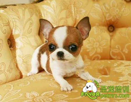 可愛寵物狗