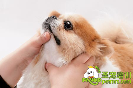 怎么給狗狗喂藥呢