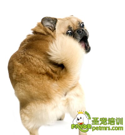 寵物狗臀部修剪