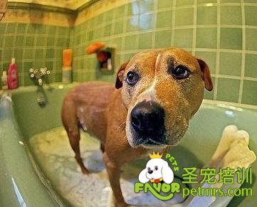 給狗狗洗澡