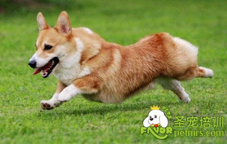 柯基犬