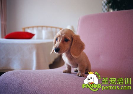 可愛的狗狗