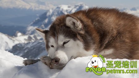 阿拉斯加雪橇犬