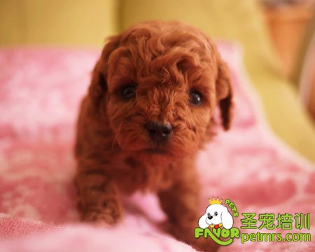貴賓犬幼犬