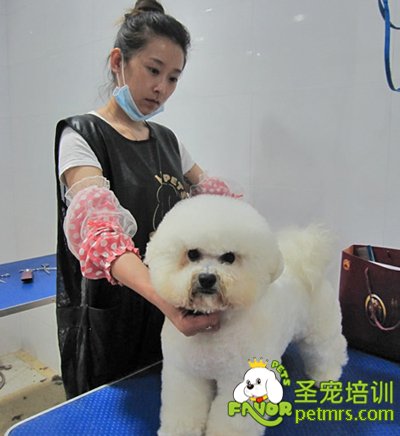 圣寵學員比熊犬作品