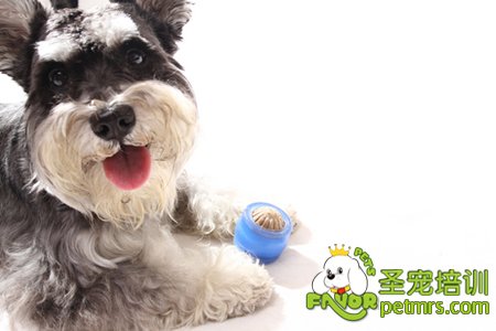 雪納瑞犬