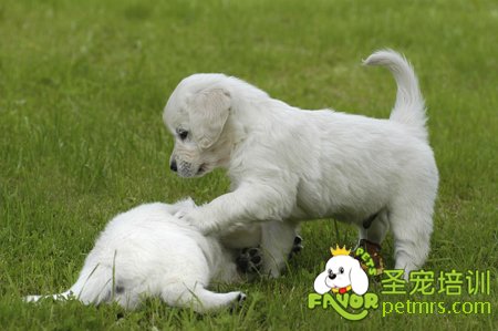 寵物狗幼犬