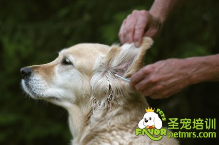 寵物狗耳朵護理