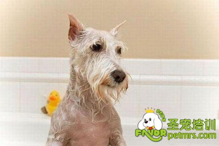狗狗洗澡