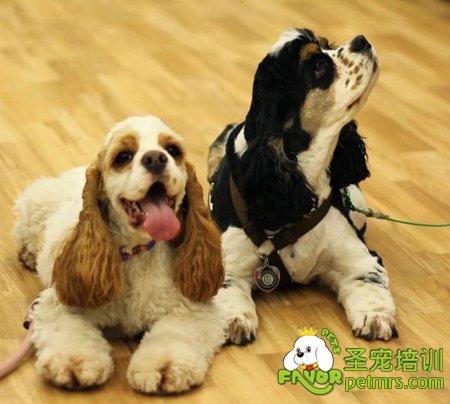 可卡犬