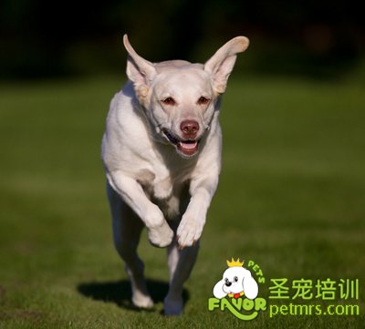 拉布拉多犬