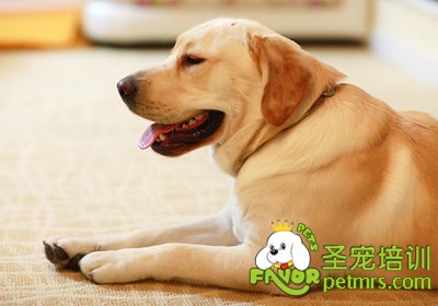 拉布拉多犬