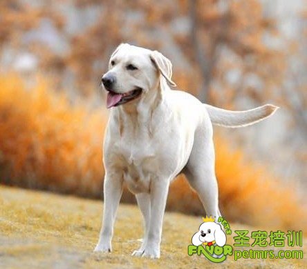 拉布拉多犬
