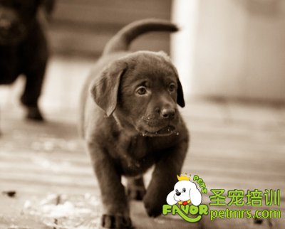 拉布拉多犬