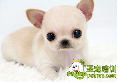 吉娃娃犬