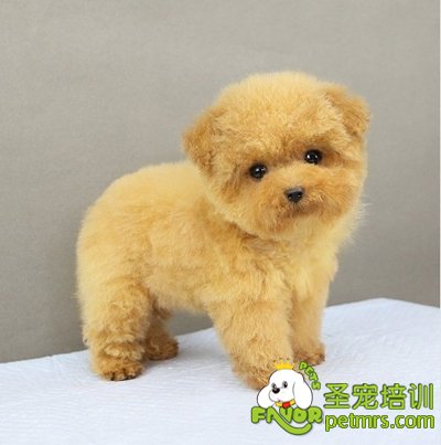 小型犬