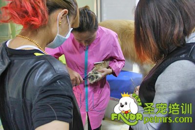 金老師指導學員修剪手法
