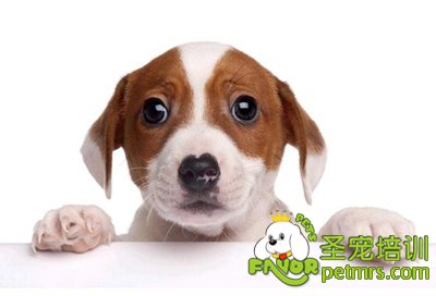 怎么訓(xùn)練狗狗尿尿和拉屎