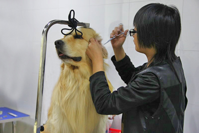 金毛犬實操課