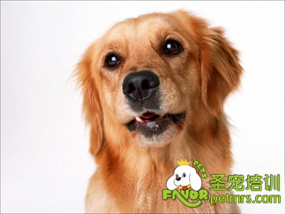幼狗的管理方法攻略