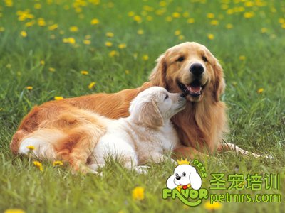 可愛(ài)狗狗