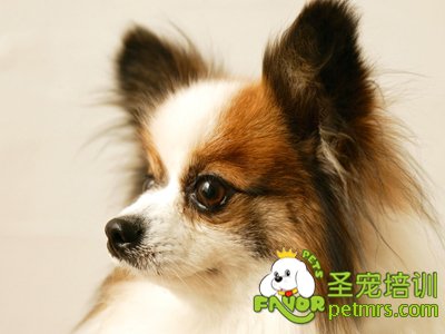 可愛狗狗