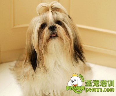 西施犬