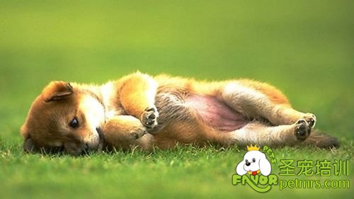 狗狗病了