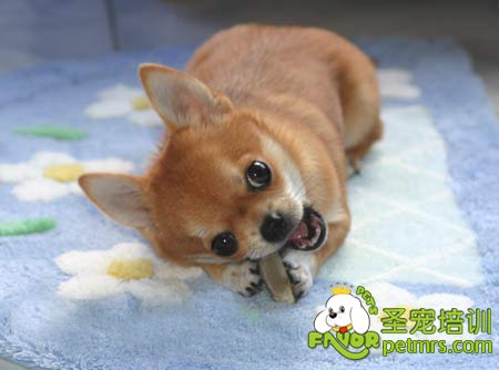 可愛狗狗