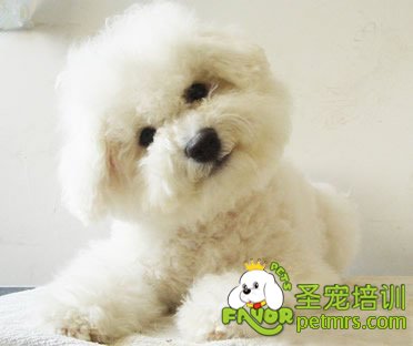 正確培養狗狗忠誠度三點基礎方法