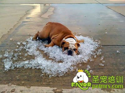 狗狗夏天要預防哪些事項