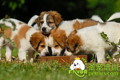 寵物狗幼犬