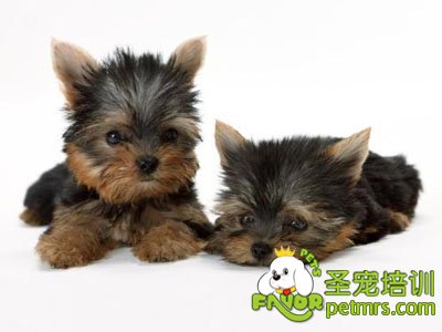 約克夏犬