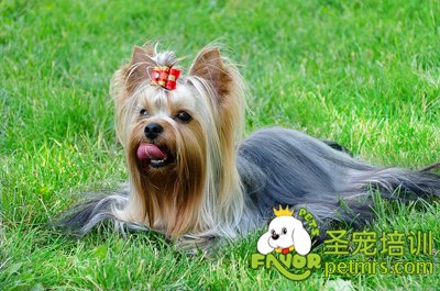 約克夏犬