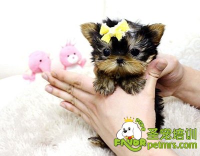約克夏犬