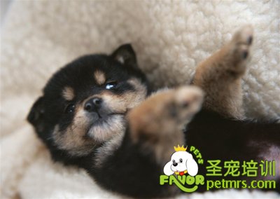 幼犬