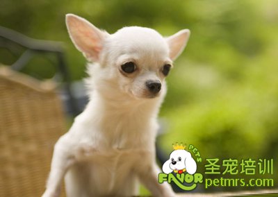 吉娃娃犬