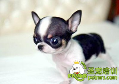 吉娃娃犬