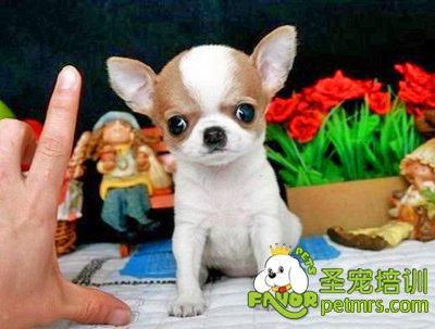 吉娃娃犬