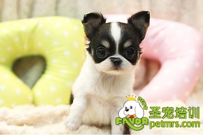 吉娃娃犬