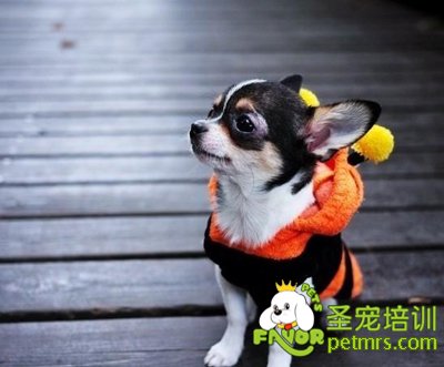 吉娃娃犬