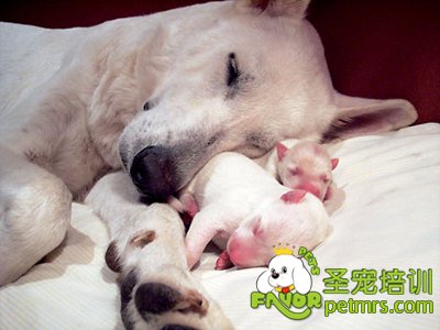寵物狗產后狀況