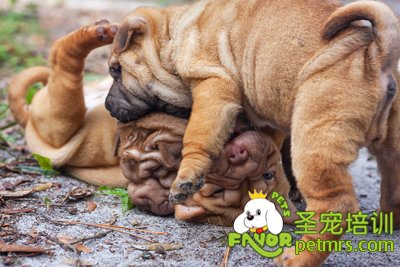 沙皮犬