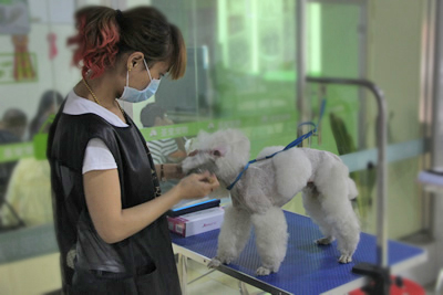 圣寵學員貴賓犬修剪課堂