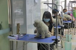 圣寵寵物學員實操課堂